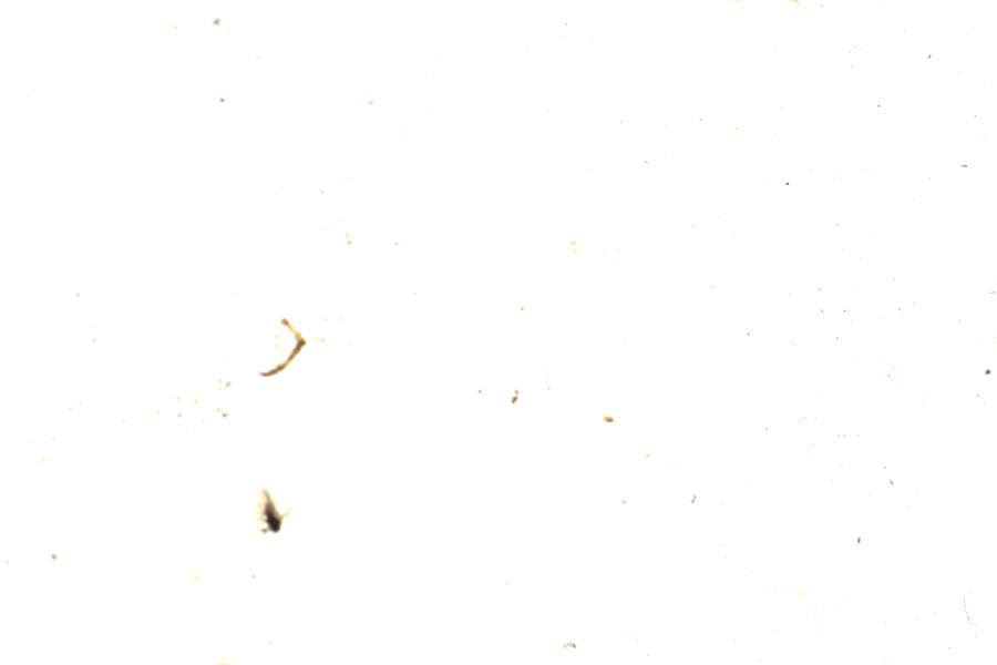 Image 80